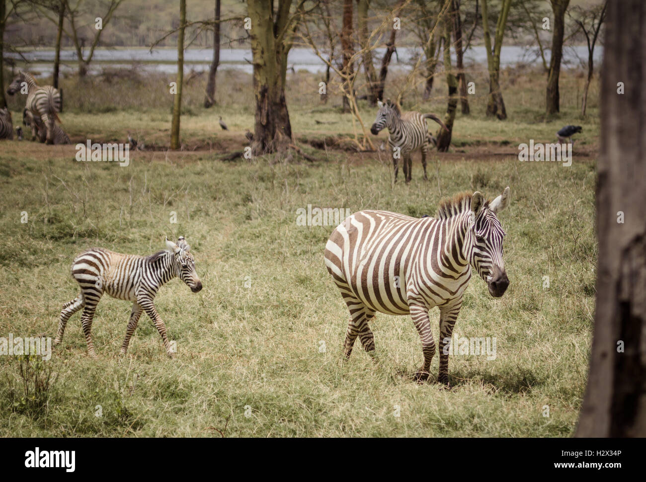 Mère et bébé zebra Banque D'Images