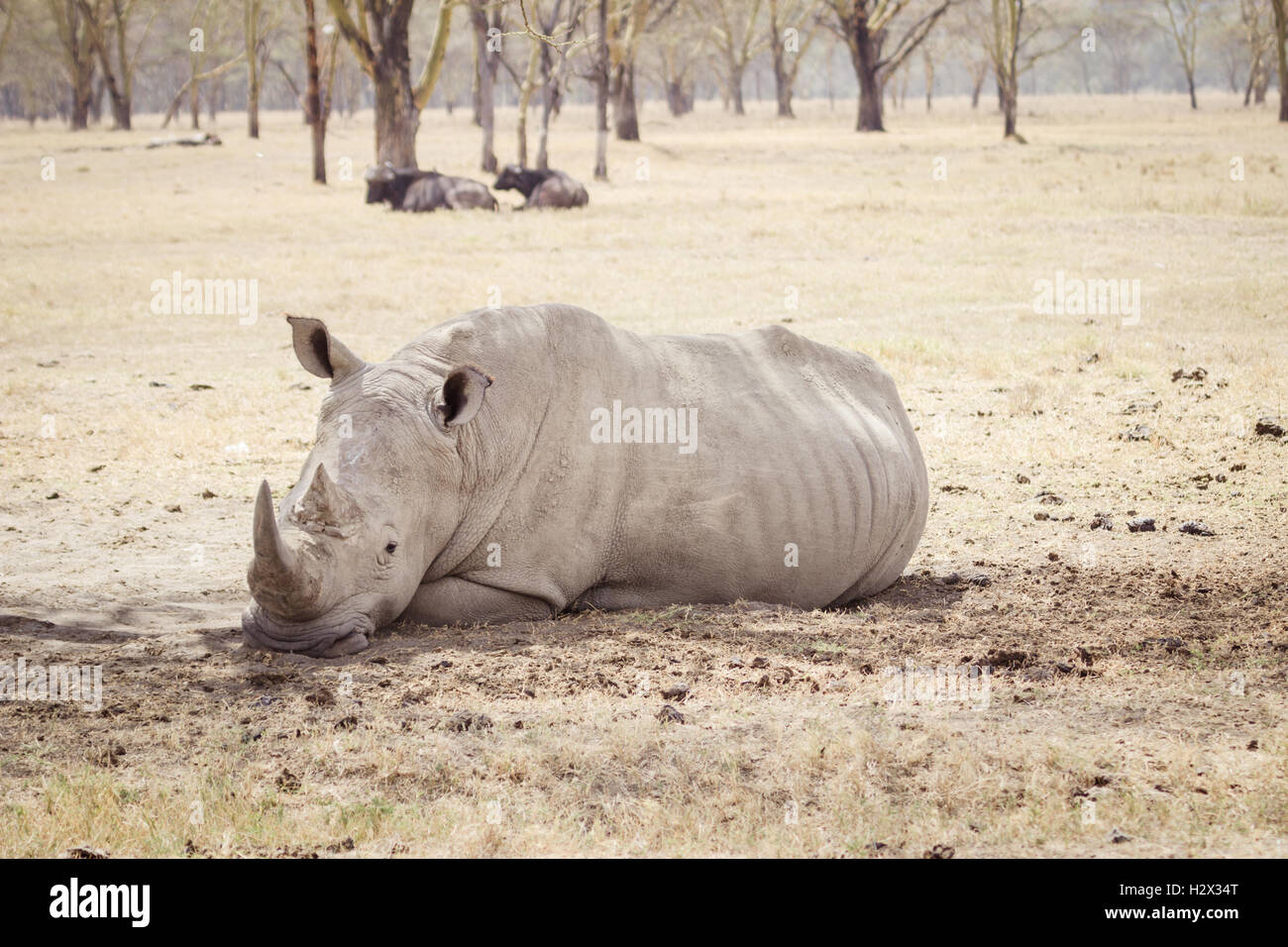 Grand rhinocéros fatigué Banque D'Images