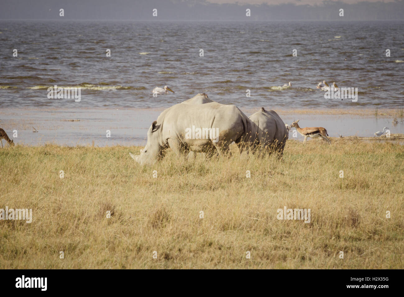 Grand rhinocéros de pâturage Banque D'Images