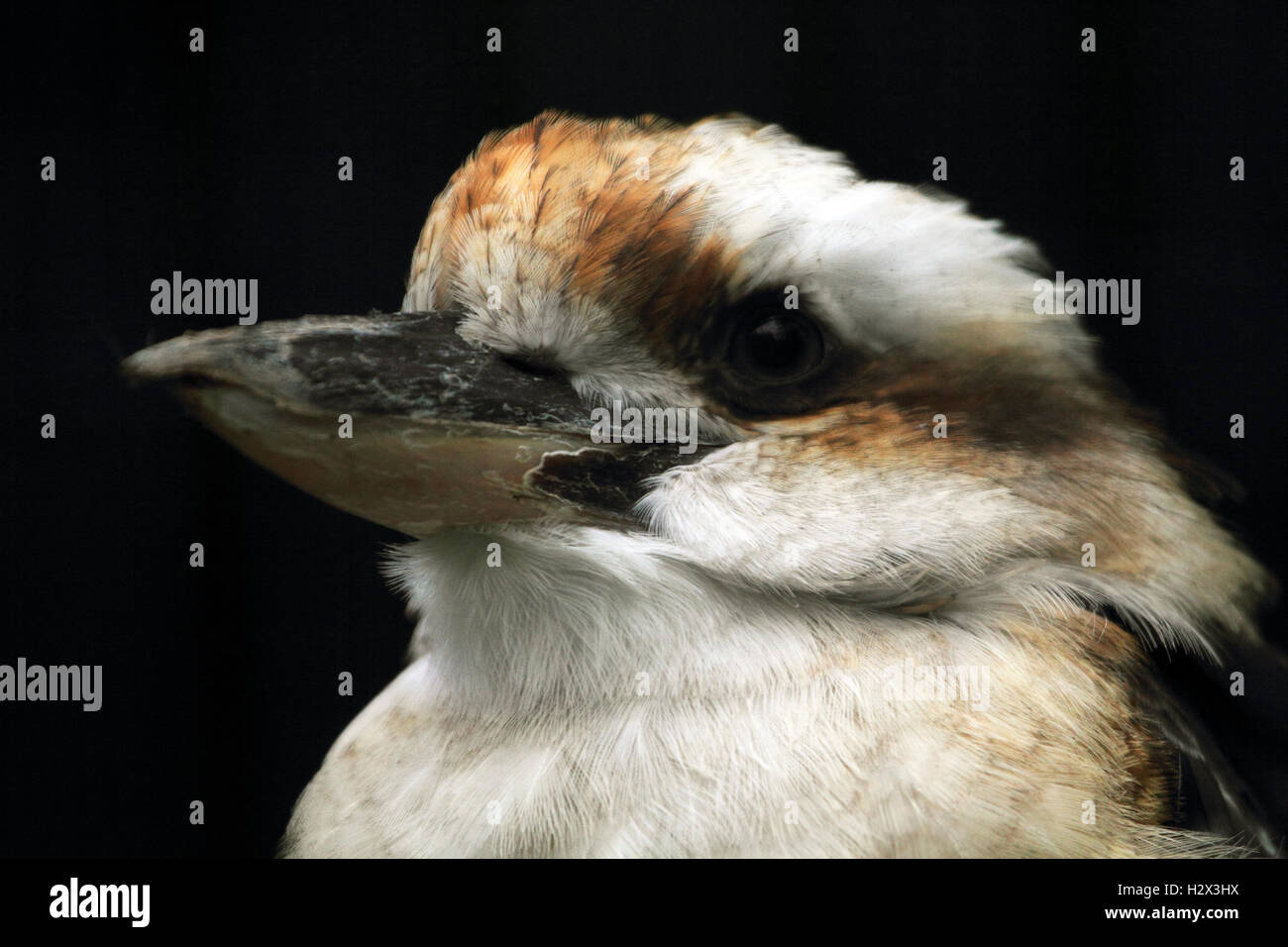 Laughing Kookaburra Dacelo novaeguineae, Zoo du Comté de Cape May, New Jersey, USA Banque D'Images