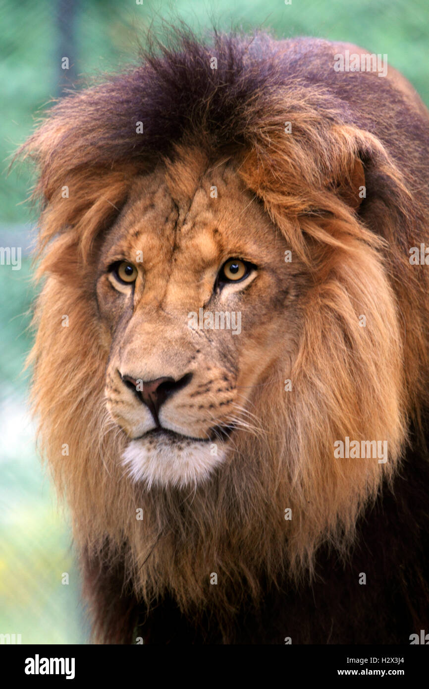 L'African Lion, Panthera leo, au Zoo du Comté de Cape May, New Jersey, USA Banque D'Images