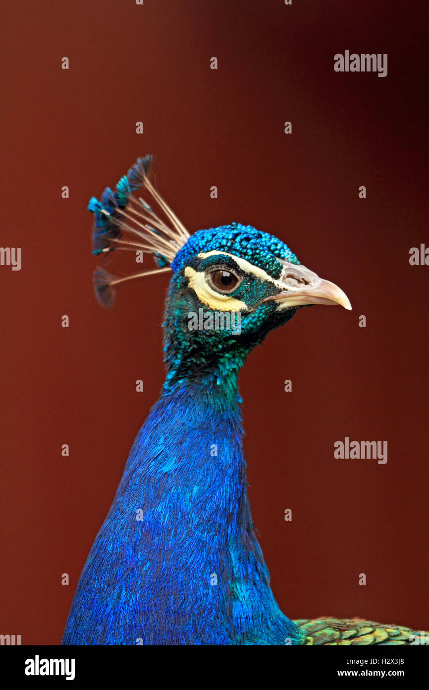 Pavo cristatus paon indien,, Cape May County Zoo, New Jersey, NJ, USA Banque D'Images