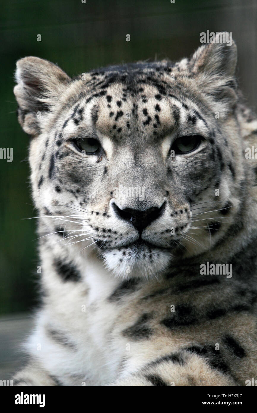 Un Léopard des neiges, Panthera uncia, Zoo du Comté de Cape May, New Jersey, USA Banque D'Images