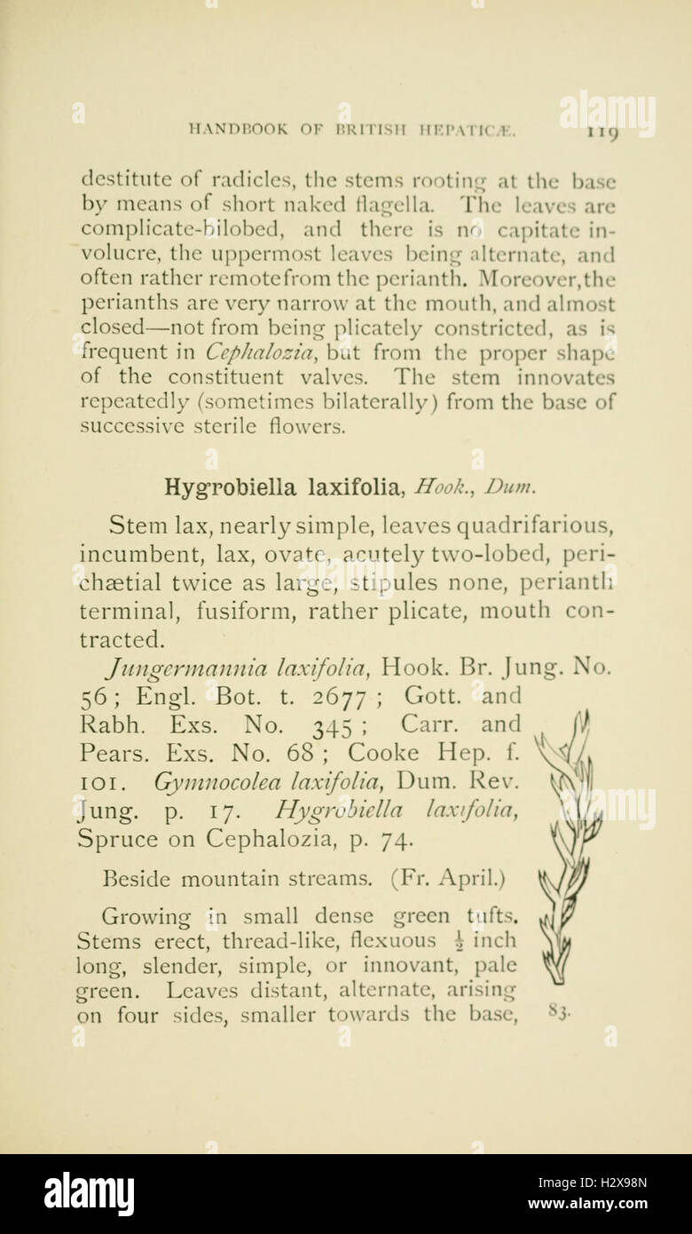 Un manuel décrivant les espèces indigènes de plantes hépatiques britanniques, y compris Marchantia, Jungermannia, Riccia et Anthoceros, avec des illustrations et des descriptions détaillées. Banque D'Images