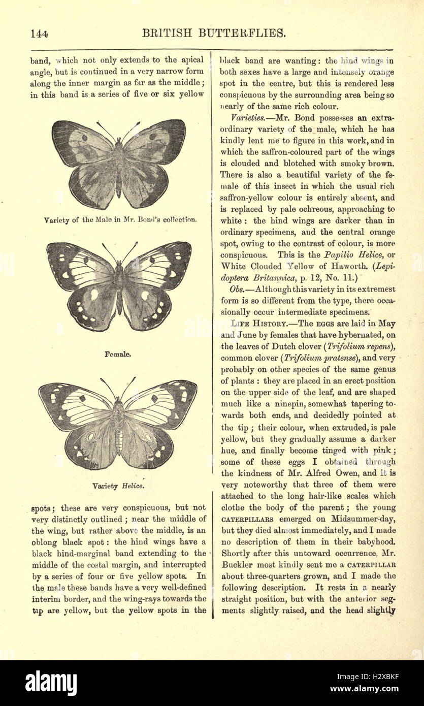 Ce guide illustré fournit un compte rendu détaillé des papillons et papillons de nuit britanniques, en mettant l'accent sur leurs cycles de vie, leurs habitats et leurs modèles comportementaux. Banque D'Images