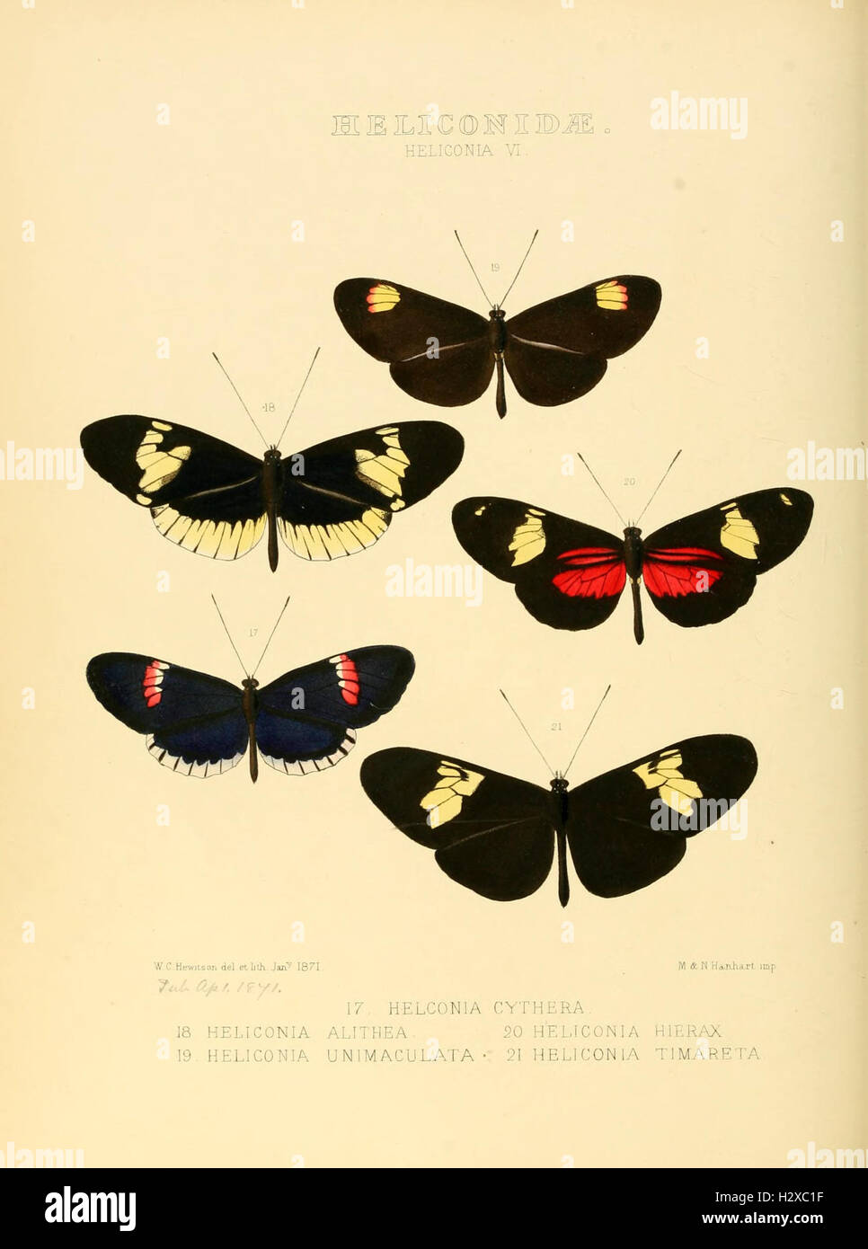 Des illustrations de nouvelles espèces de papillons exotiques (Heliconidae- Helicon VI) BHL128 Banque D'Images