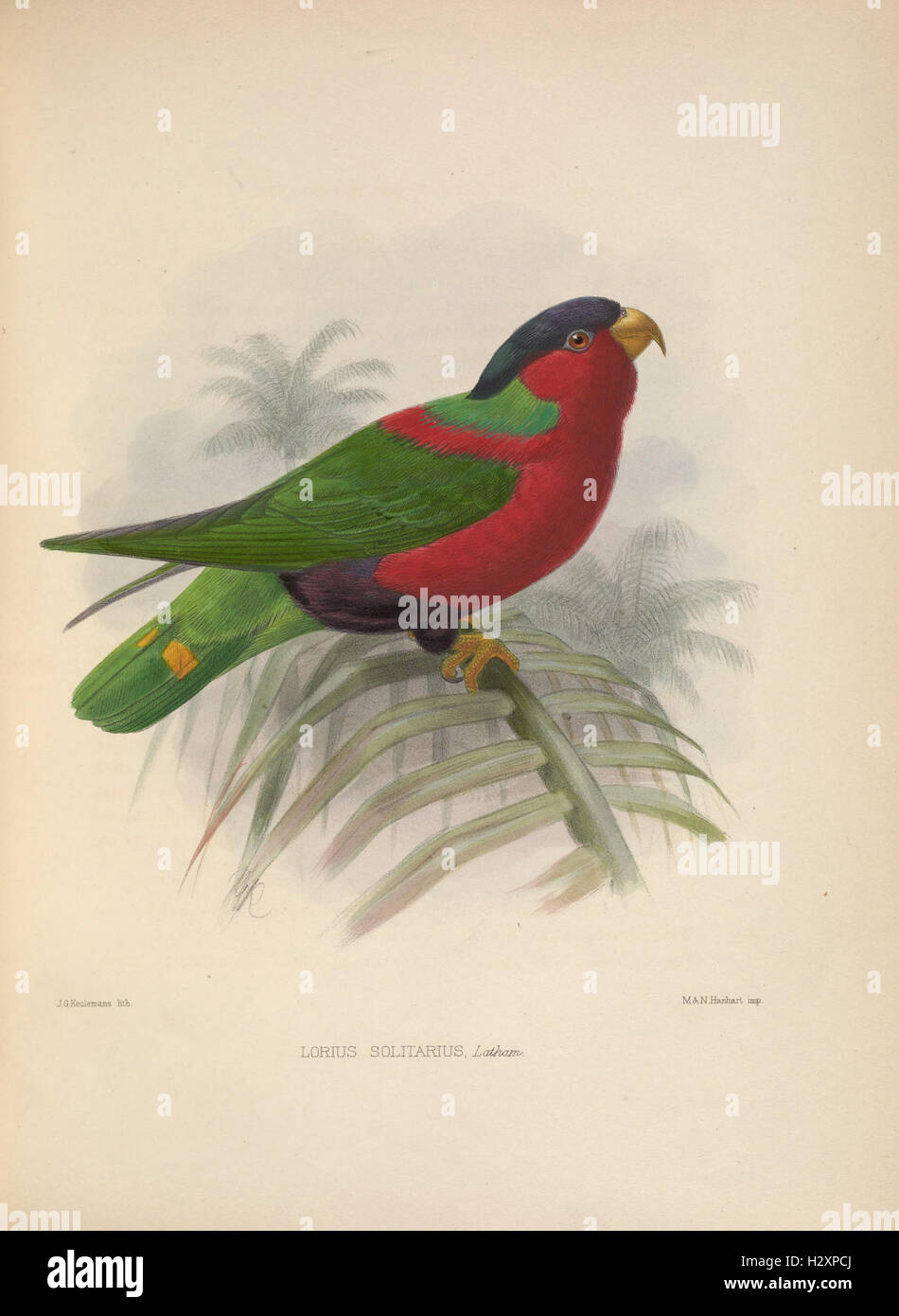 Une collection d'études ornithologiques, fournissant des informations sur diverses espèces d'oiseaux, leur comportement, leurs habitats et leurs rôles écologiques. Banque D'Images