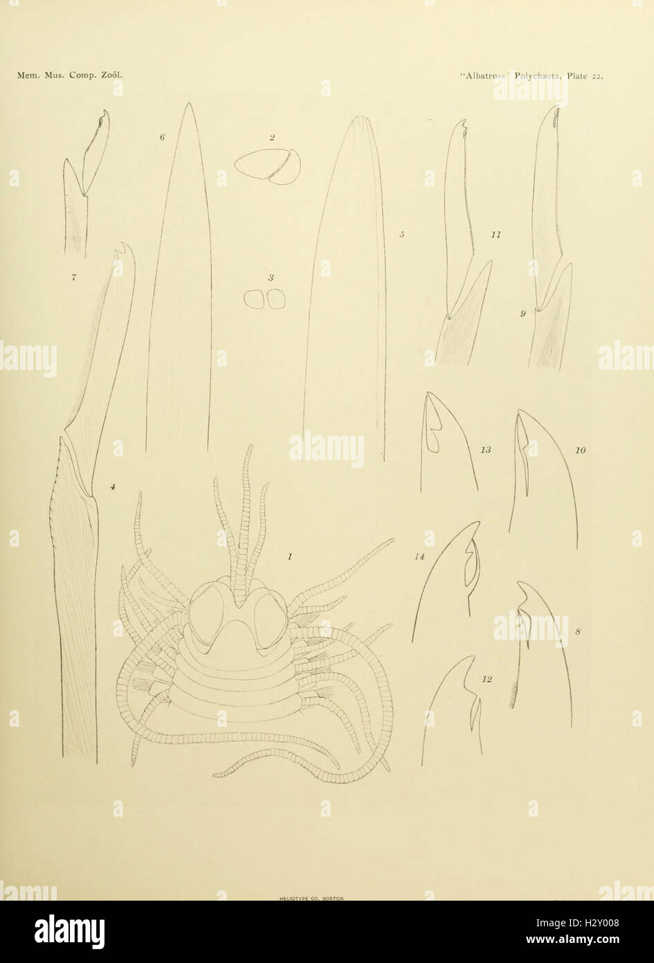 Une étude de la classe Polychète des vers annélidés, axée sur leur anatomie, leur comportement et leurs rôles écologiques, en référence à la planche 22. Banque D'Images