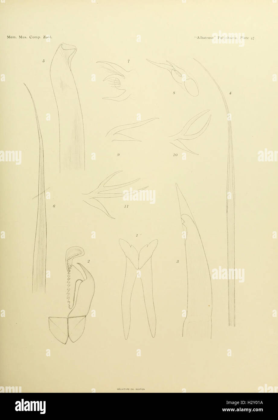 Cette plaque fournit des illustrations et des descriptions détaillées de Polychète, une classe de vers segmentés dans le phylum Annélide, en se concentrant sur leur anatomie et leurs caractéristiques biologiques. Banque D'Images