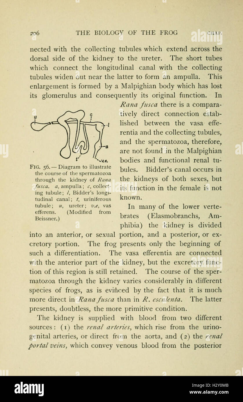 La biologie de la grenouille (page 206, fig. 56) BHL77 Banque D'Images