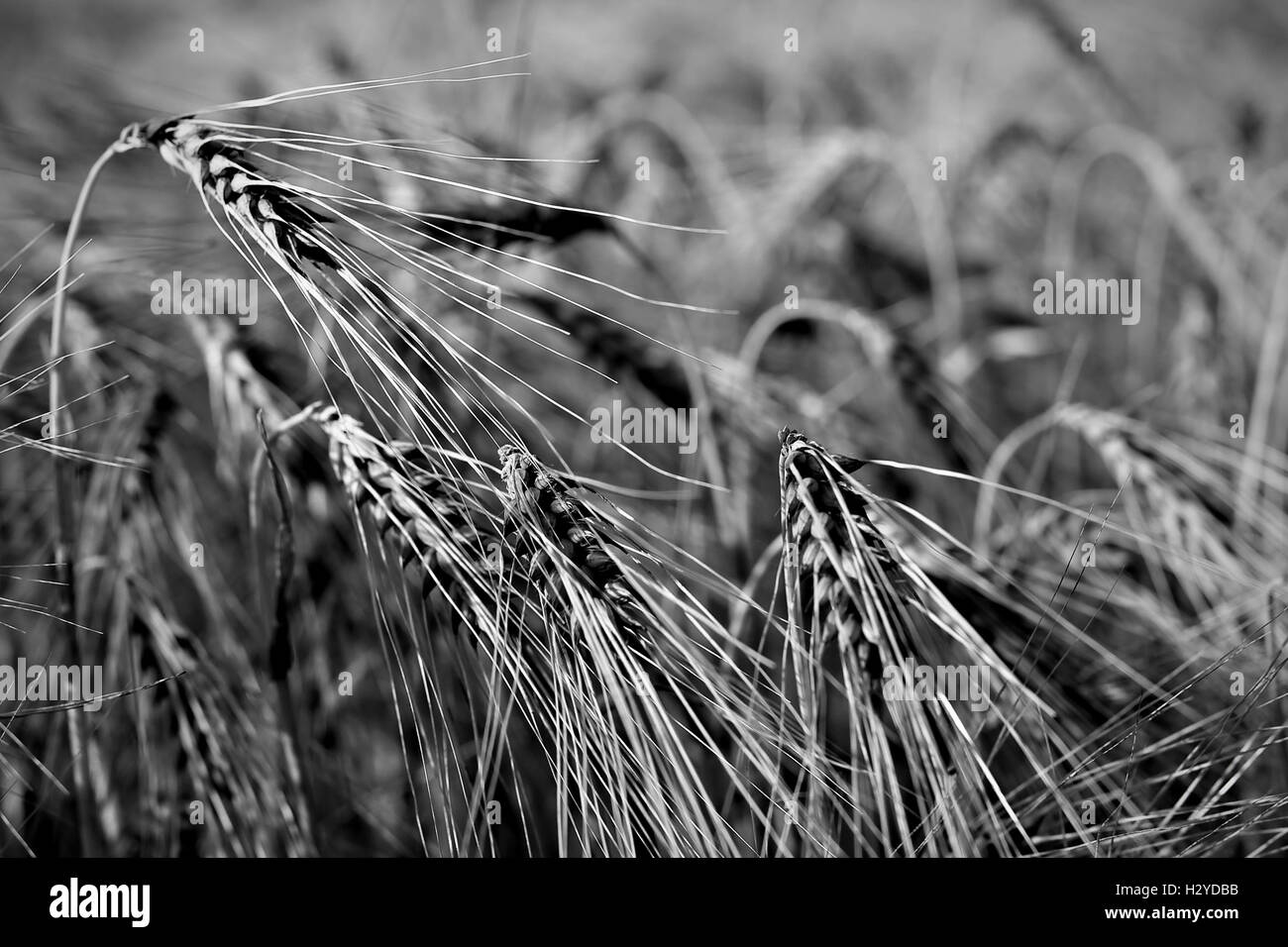 Un champ de maïs en noir et blanc Banque D'Images