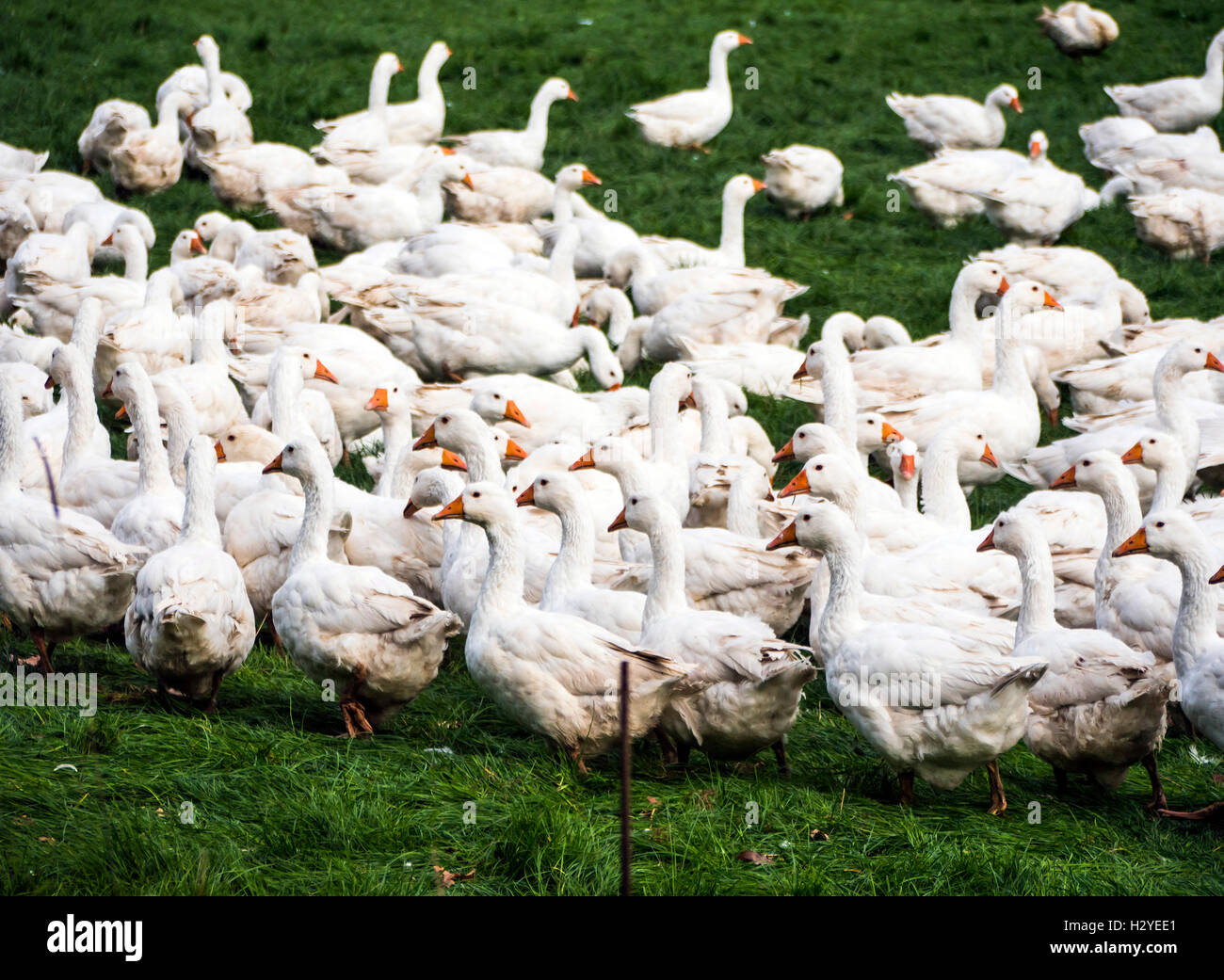 Des oies dans une ferme avicole. Banque D'Images