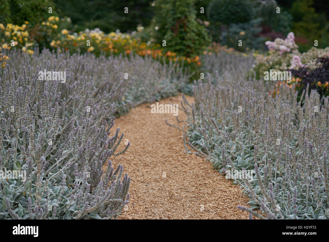 Chemin de jardin en fleurs parmi les fleurs les oreilles d'agneau Stachys byzantina Banque D'Images