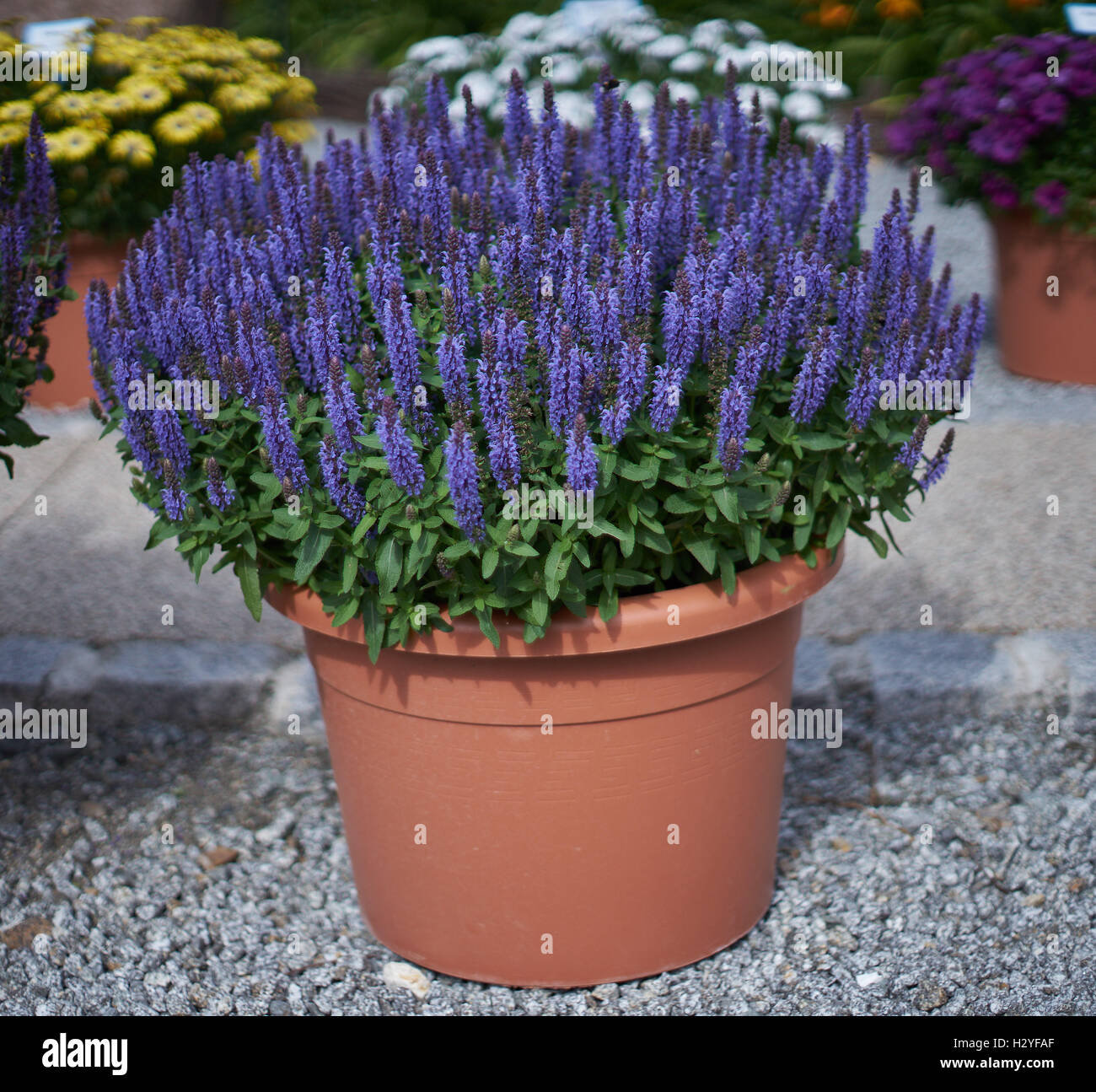 Pourpre violet floraison luxuriante sage Salvia nemorosa dans le pot bleu compact Sensation Banque D'Images