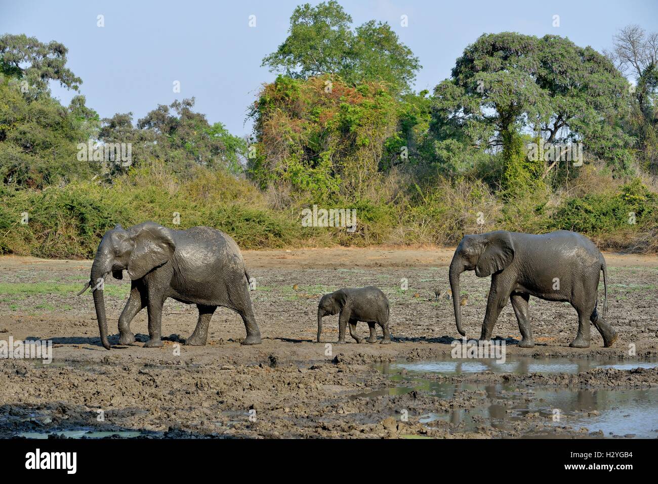 Les éléphants d'Afrique (Loxodonta africana), la famille éléphant, bébé éléphant, Kanga waterhole, Mana Pools National Park Banque D'Images