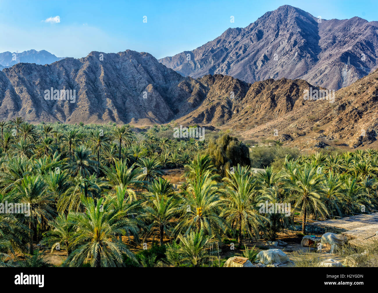 Oasis de palmiers dans la montagnes Hajar, Fujairah, Émirats Arabes Unis Banque D'Images