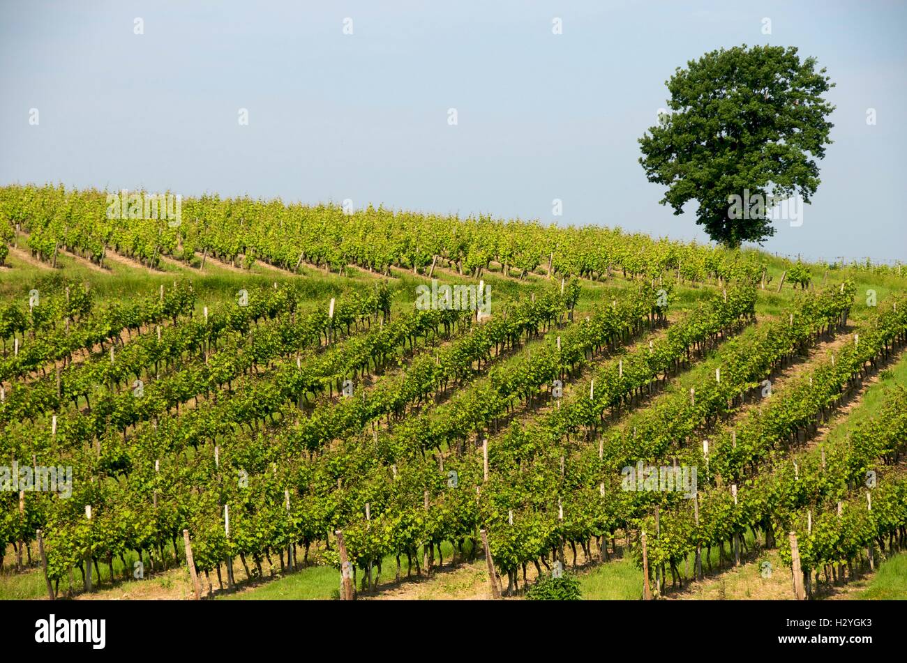 Vignoble de Monbazillac, Aquitaine, France, Europe Banque D'Images