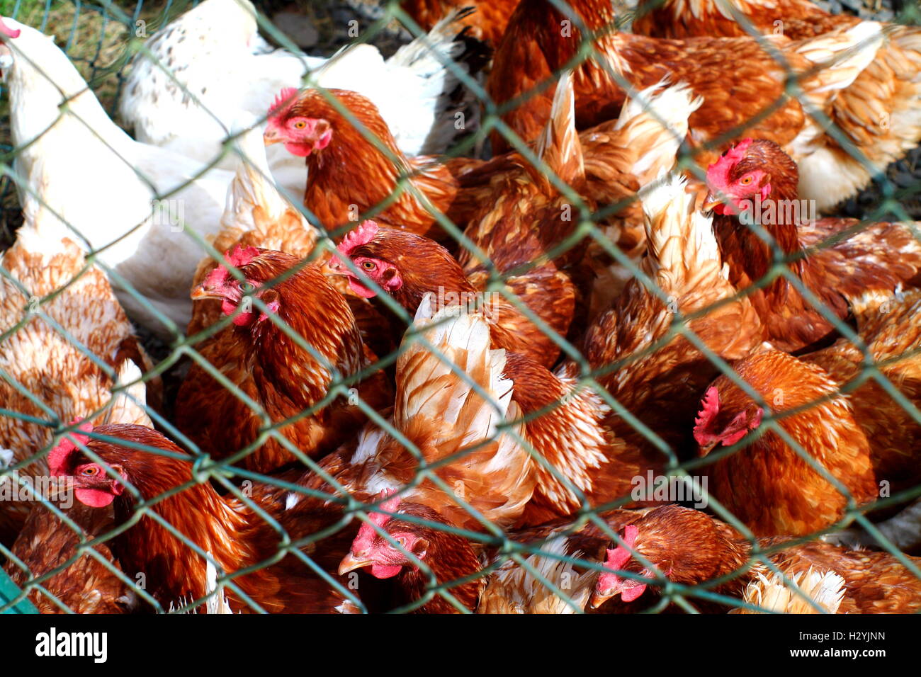 Poulet rouge en cage. Banque D'Images