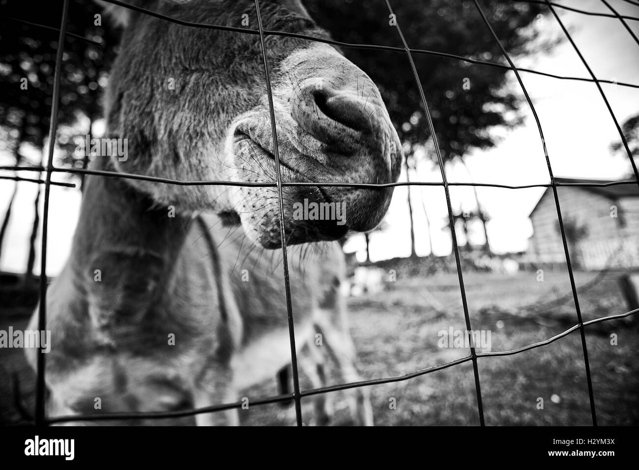 Petit âne gris derrière Fence gardé comme animal de compagnie Banque D'Images