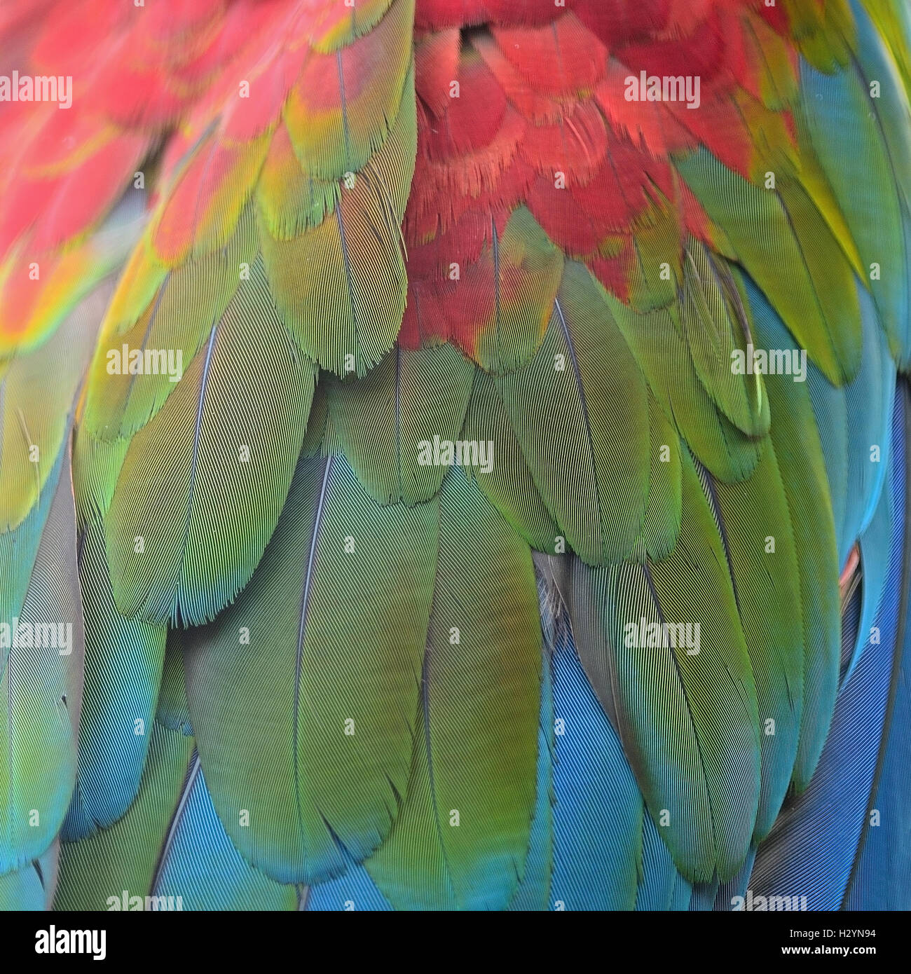 Sarcelles d'plumes de l'Ara Banque D'Images