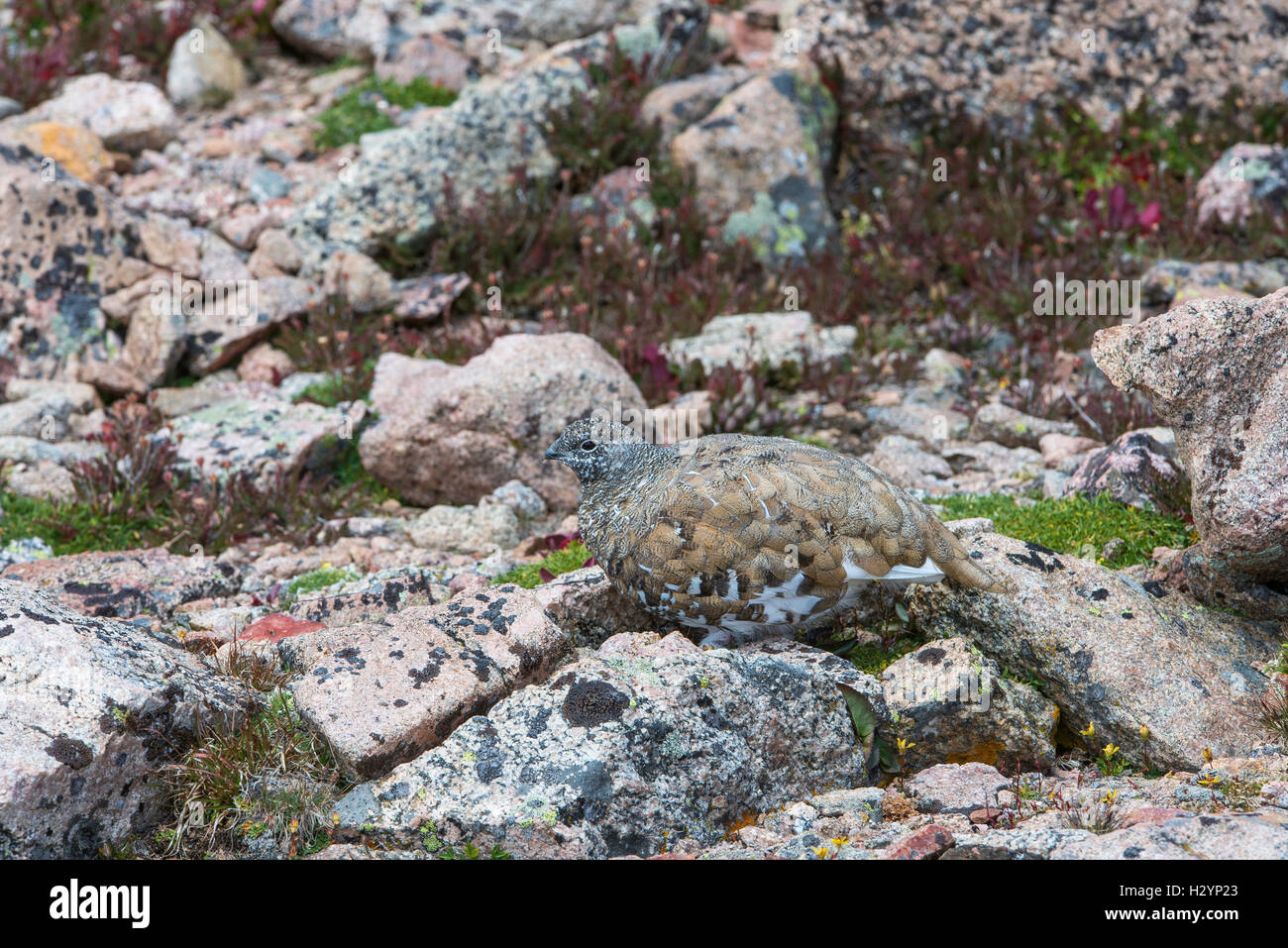 Le lagopède à queue blanche (Lagopus leucura) camouflé parmi des roches couvertes de lichen, Rocky Mountains, Colorado USA Banque D'Images