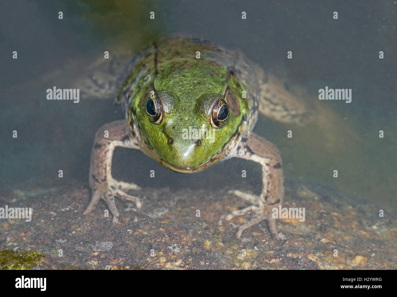 La grenouille verte (Rana clamitans), Étang, E USA par Skip Moody / Photo Dembinsky Associates Banque D'Images