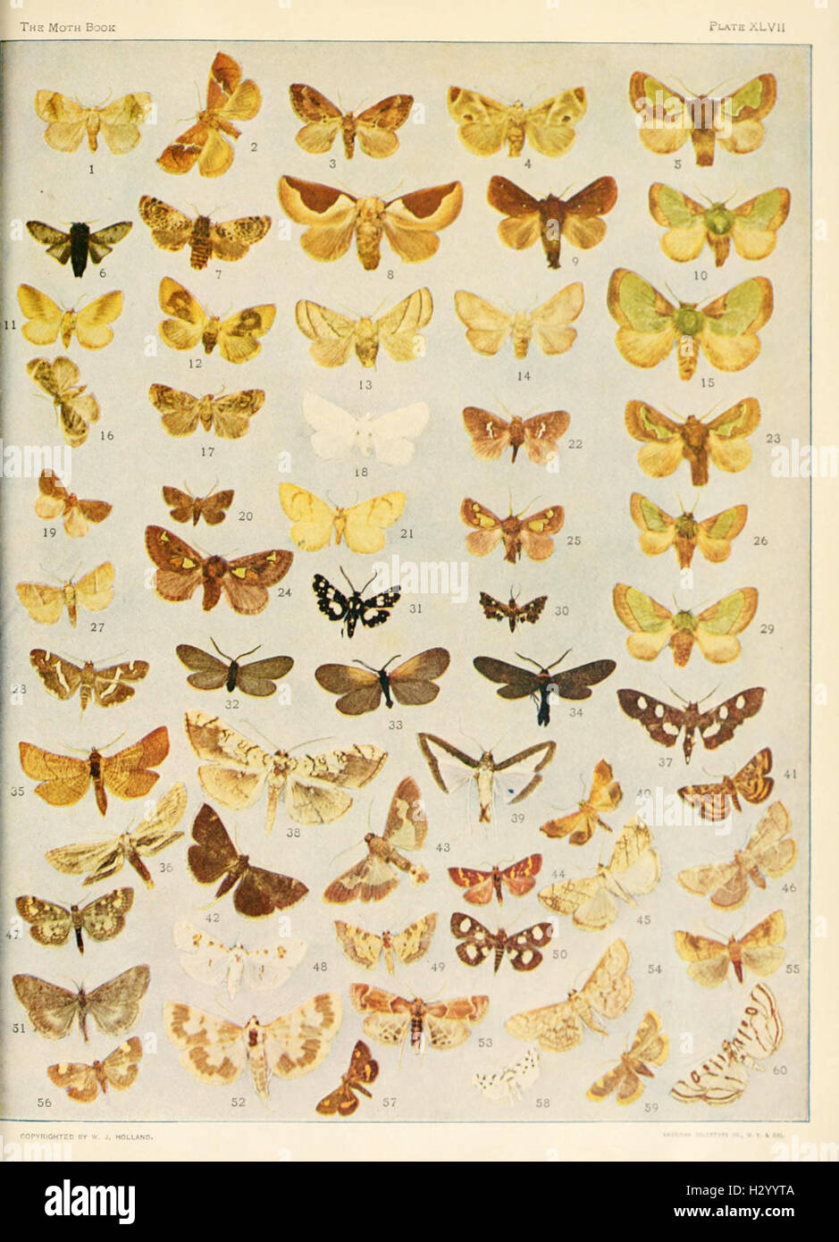 Ce livre fournit un guide complet des papillons, détaillant leurs espèces, habitats et comportements, offrant une compréhension complète de la biologie et de la classification des papillons. Banque D'Images