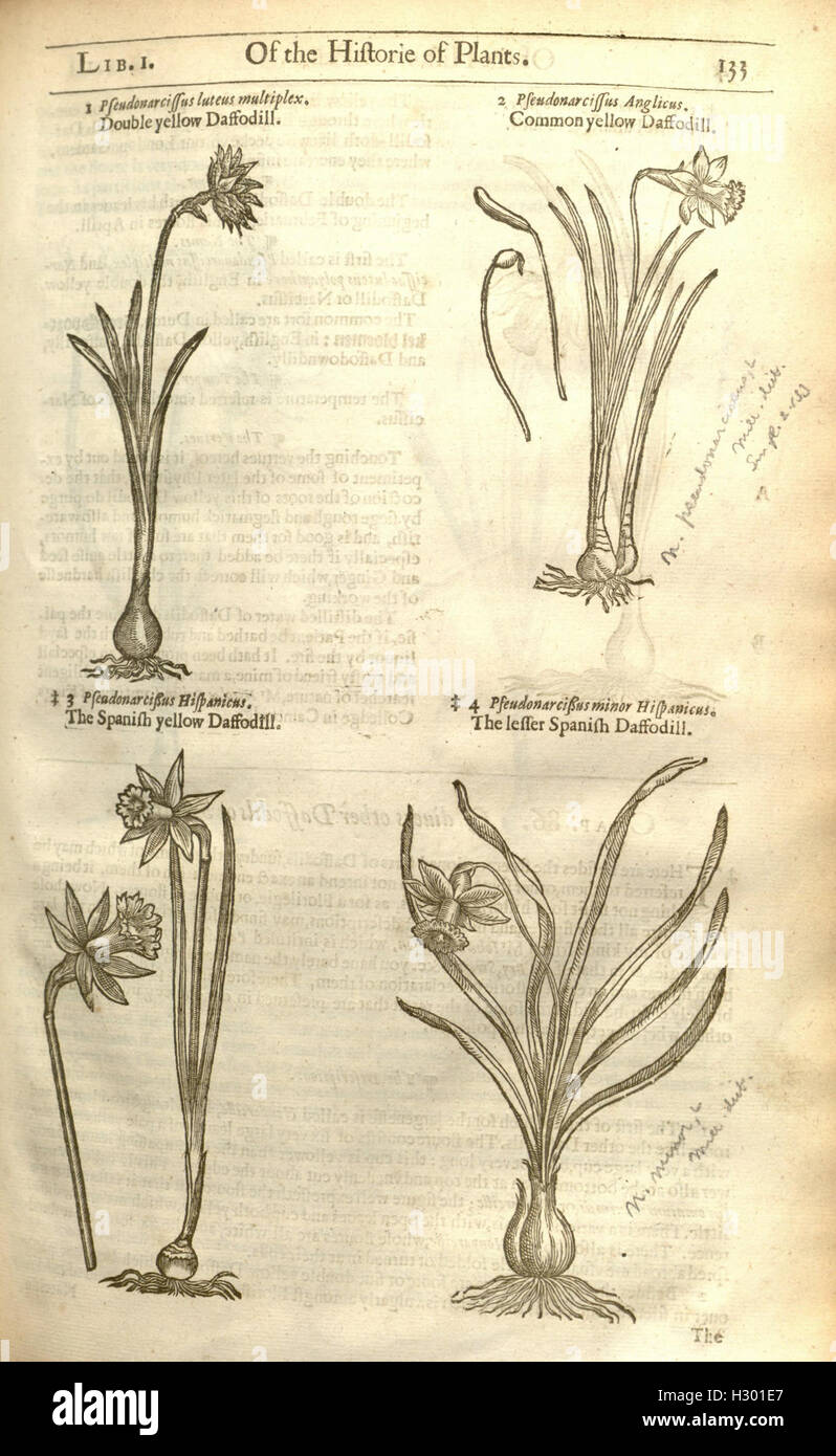 Ce travail de John Gerard est une histoire complète des plantes, documentant leurs utilisations médicinales, culinaires et ornementales avec des descriptions détaillées et des illustrations. Banque D'Images