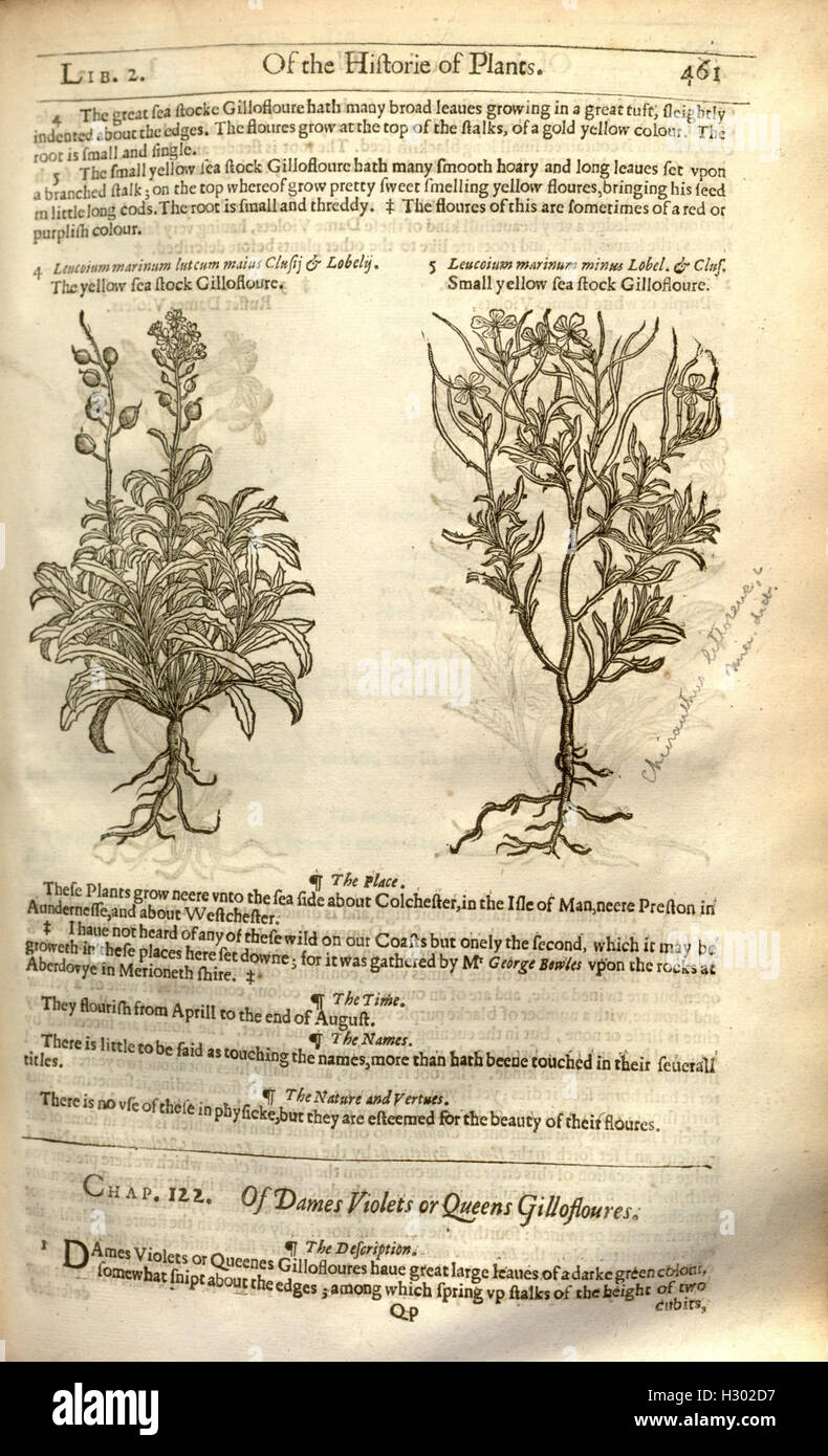 Une plante historique fournissant des descriptions détaillées de diverses plantes et de leurs utilisations, y compris les propriétés médicinales et l'importance culturelle. Banque D'Images