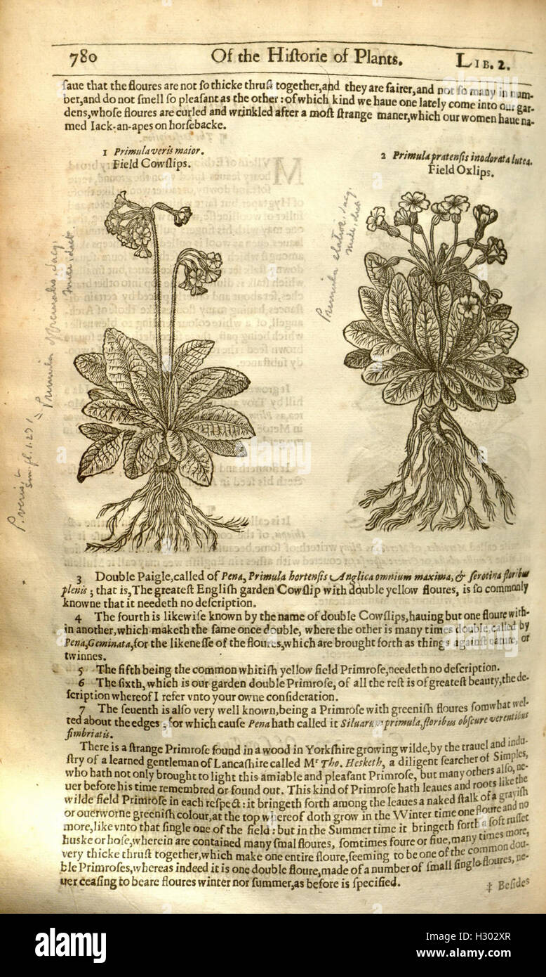 Un ouvrage botanique documentant les espèces végétales, leurs utilisations et leurs propriétés médicinales. Le texte propose des descriptions détaillées et des classifications des plantes dans des contextes historiques. Banque D'Images