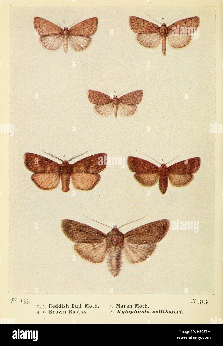 Ce travail est un guide complet des espèces de papillons trouvés dans les îles britanniques, détaillant leur identification, leurs habitats et leurs comportements, contribuant à la compréhension de la faune de papillons britanniques. Banque D'Images