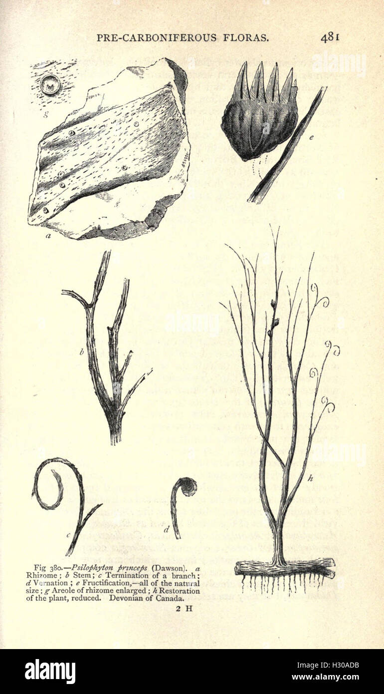 Ce manuel fournit un guide complet pour l'étude de la paléontologie, avec une introduction à ses principes, offrant aux étudiants des informations essentielles sur l'identification des fossiles, la biologie évolutive et les processus géologiques. Banque D'Images