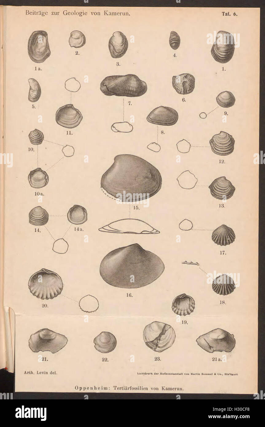 Contributions à la géologie du Cameroun, y compris les caractéristiques géologiques et les données présentées sur la planche 6. Banque D'Images