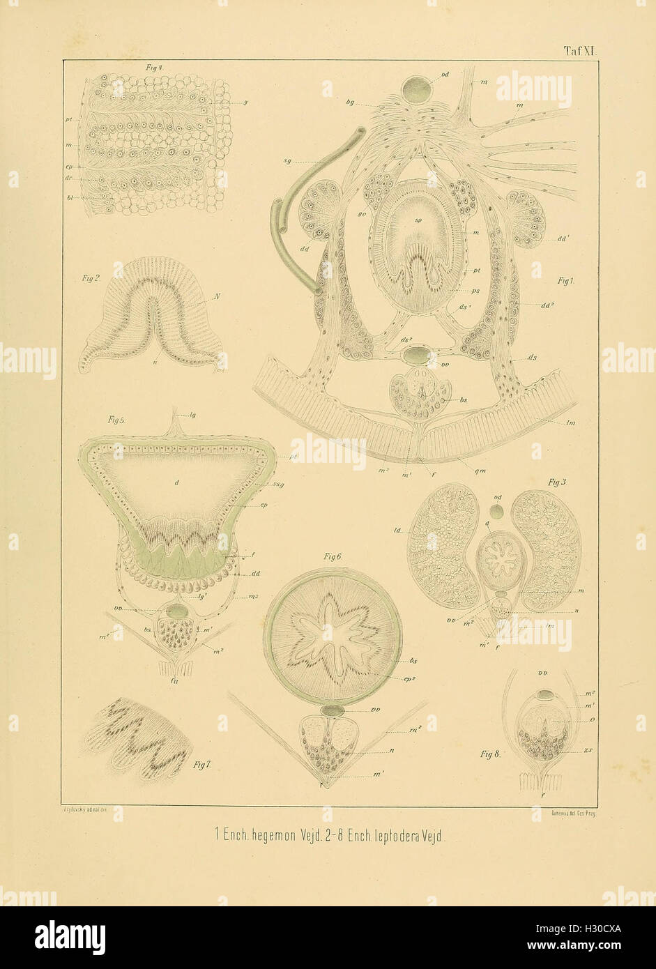 Ce texte allemand explore la morphologie comparée des annélides, en se concentrant sur les caractéristiques anatomiques des vers segmentés. Le travail comprend des illustrations et des descriptions détaillées, fournissant un aperçu de la structure physique et de la classification des annélides. Banque D'Images