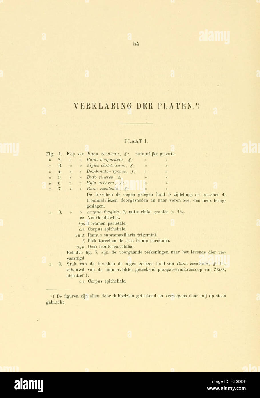 Contribution scientifique à la compréhension de l'anatomie et du développement de la glande pinéale chez les amphibiens et les reptiles, avec illustrations du processus. Banque D'Images