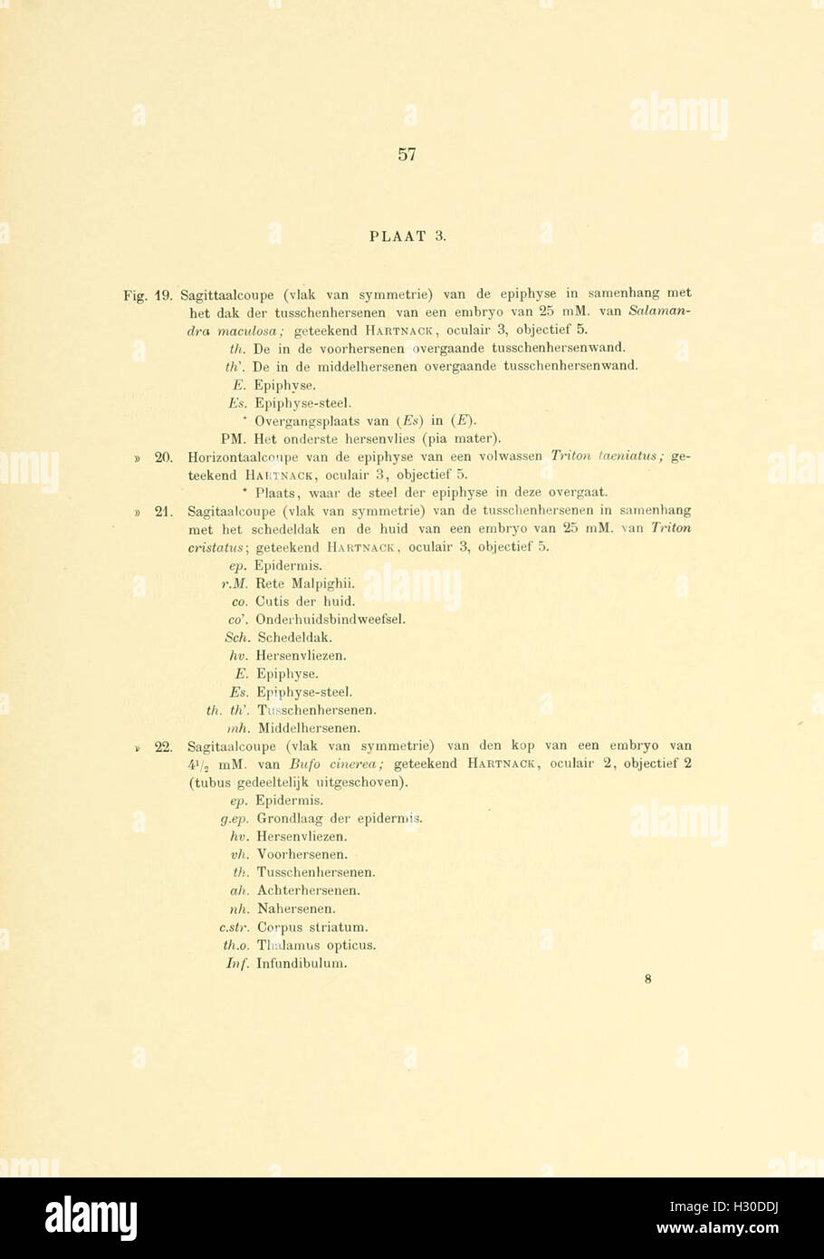 Cette étude fournit un aperçu de la structure et du développement de la glande pinéale (épiphyse) chez les amphibiens et les reptiles, en se concentrant sur sa signification biologique. Banque D'Images