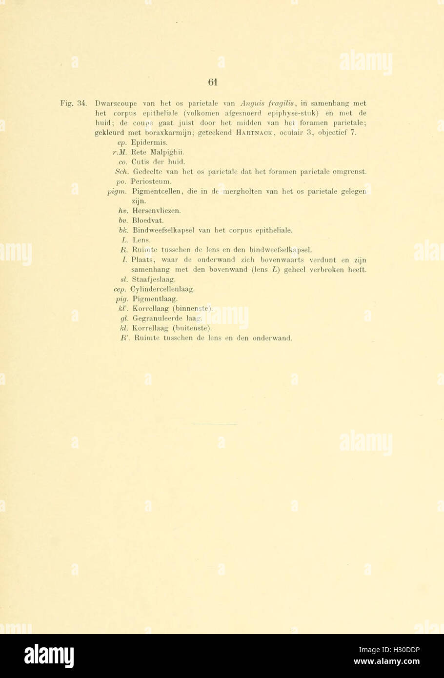 Une étude sur la structure et le développement de la glande pinéale (épiphyse) chez les amphibiens et les reptiles, offrant un aperçu de leurs fonctions biologiques et de leur importance évolutive. Banque D'Images