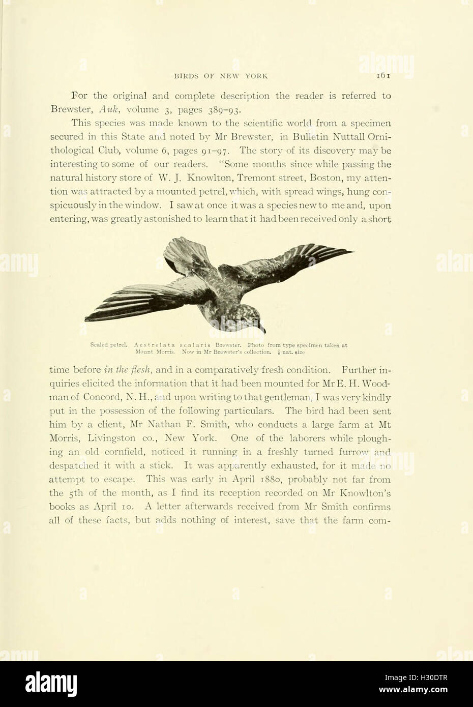 Les oiseaux de New York BHL147 Banque D'Images