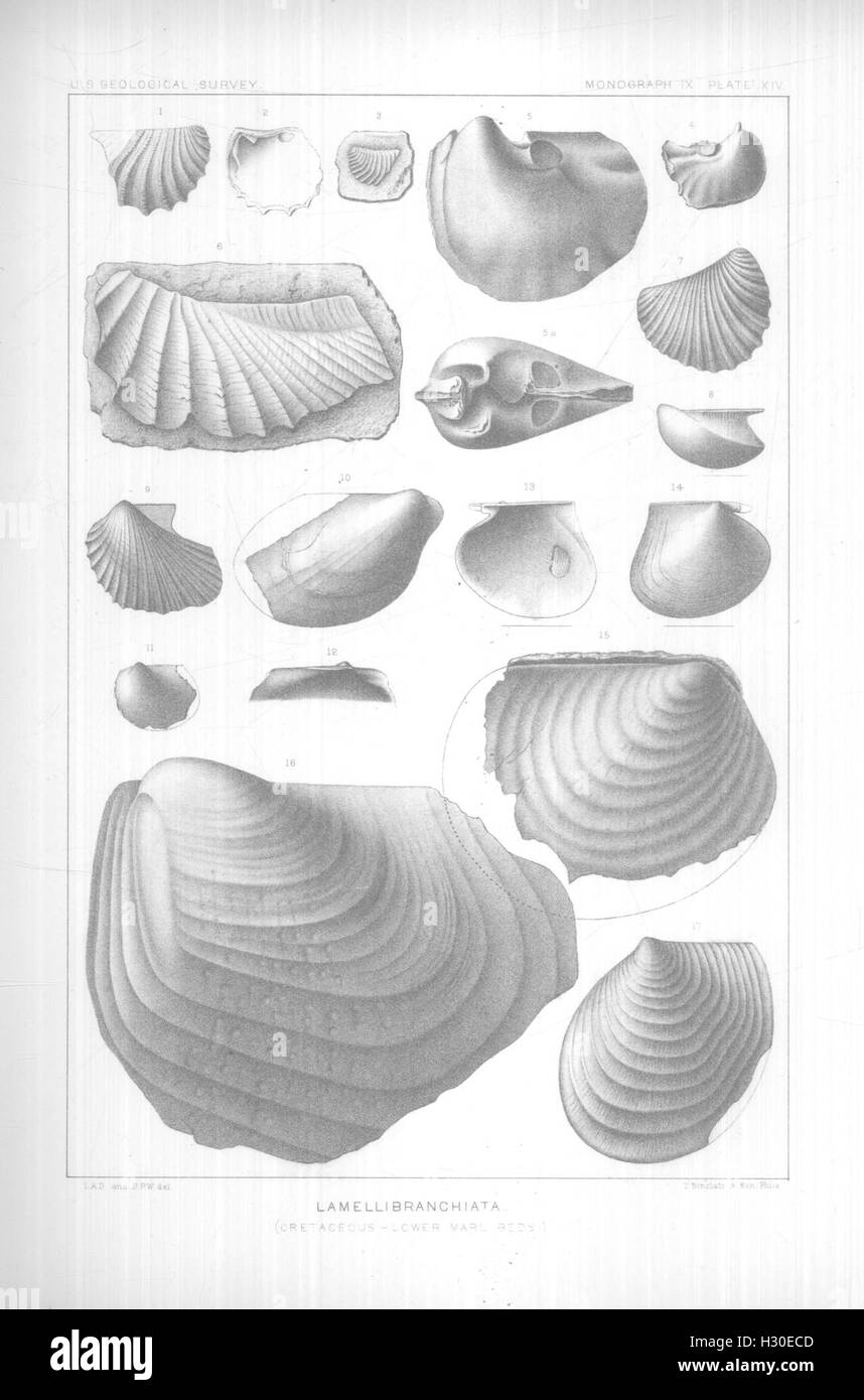 Ce travail présente un examen des brachiopodes et des lamellibranchiates trouvés dans les argiles raritaines et les marnes vertes du New Jersey, en se concentrant sur leur rôle écologique et les preuves fossiles. Banque D'Images
