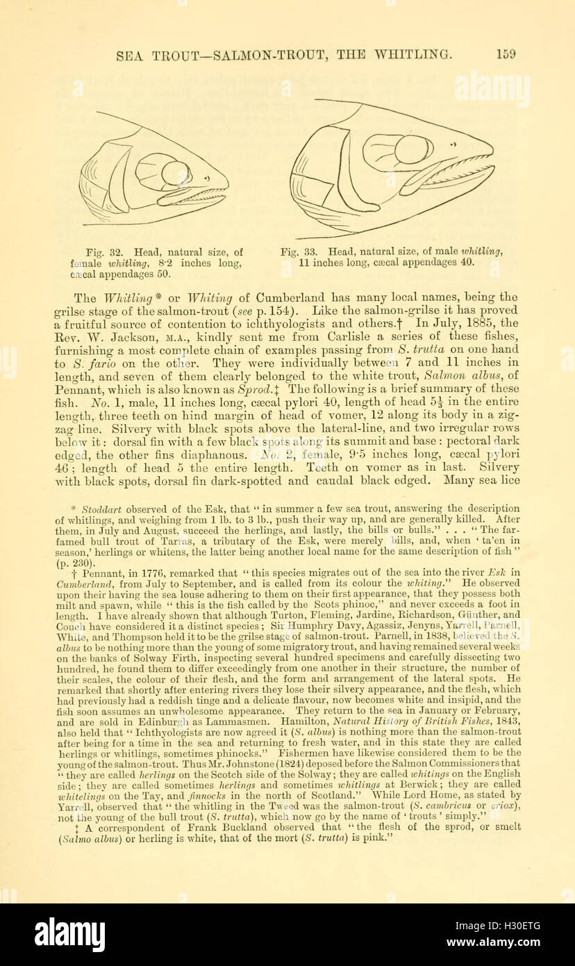 Cette page de 'salmonidés britanniques et irlandais' contient des illustrations détaillées d'espèces de salmonidés indigènes de Grande-Bretagne et d'Irlande, offrant un aperçu de leur biologie et de leurs habitats. Banque D'Images