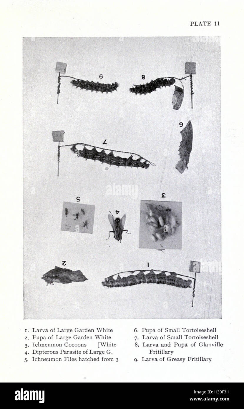 Ce travail offre des descriptions détaillées de diverses espèces de papillons britanniques, de leur habitat, de leur cycle de vie et de leur comportement, fournissant un regard approfondi sur leur écologie et leurs besoins de conservation. Banque D'Images