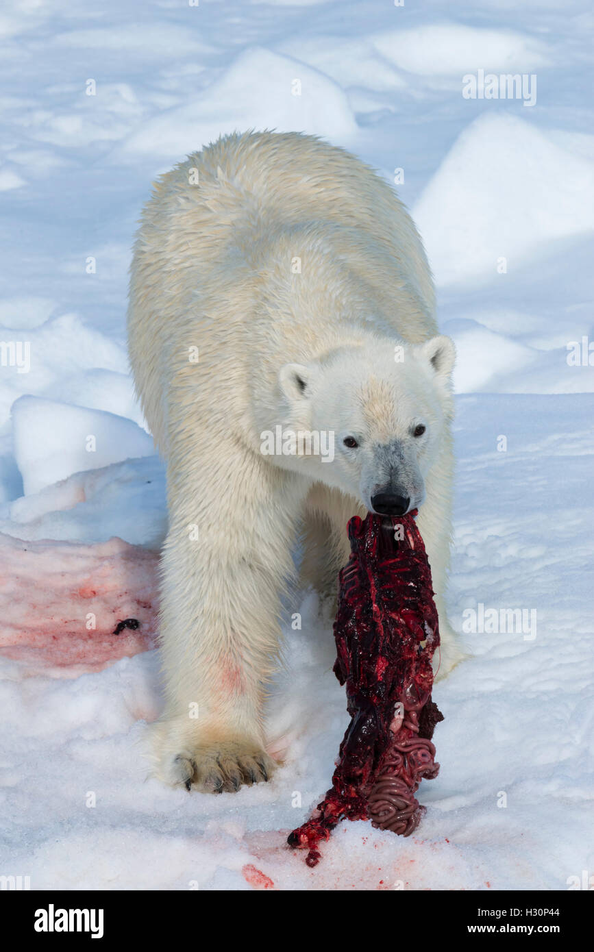 Mâle Ours polaire (Ursus maritimus) sur la banquise, l'alimentation sur les restes d'un joint de proie, Spitsbergen, Svalbard archipe Island Banque D'Images