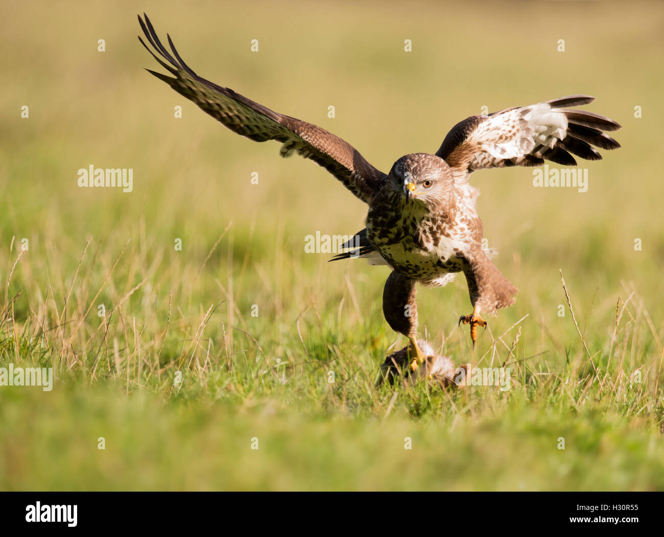 Wild Buse variable, Buteo buteo décollant de sol avec des proies (lapin) Banque D'Images