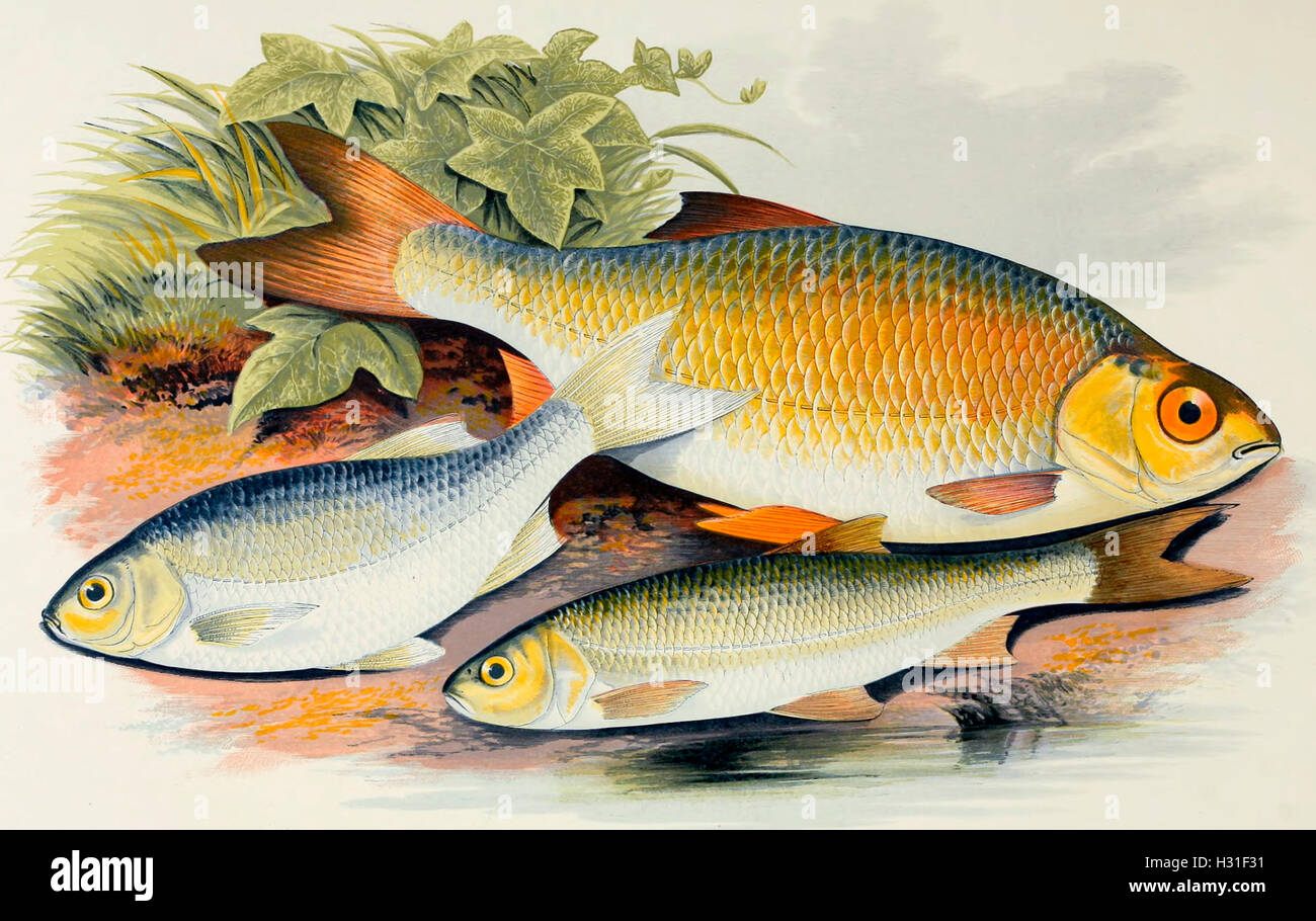 Dobule azurine, poisson, et Budd Banque D'Images