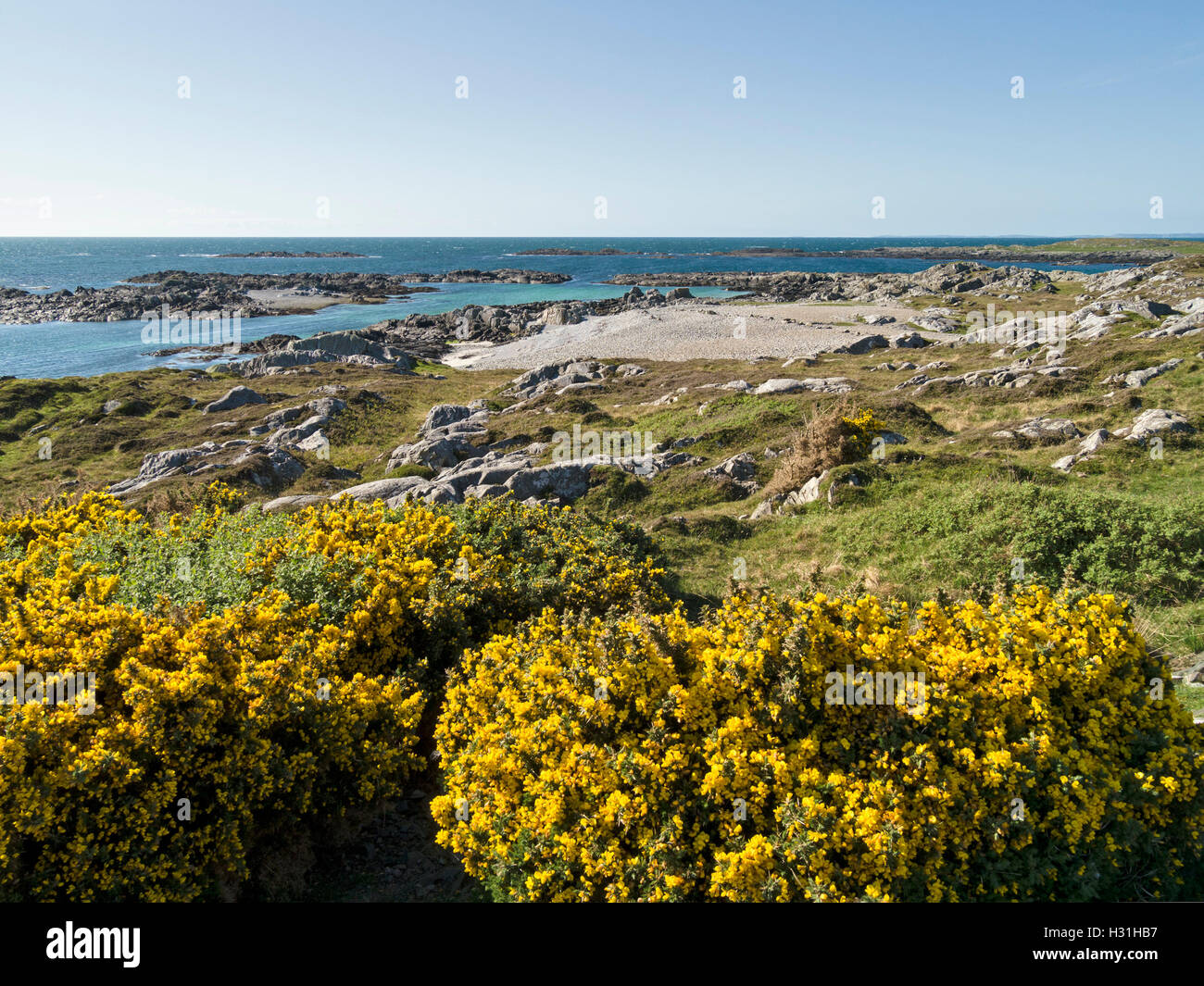 L'ajonc Ulex europaeus ( jaune ) des fleurs près de la côte de l'île de Colonsay Hébrides, Ecosse, Royaume-Uni. Banque D'Images