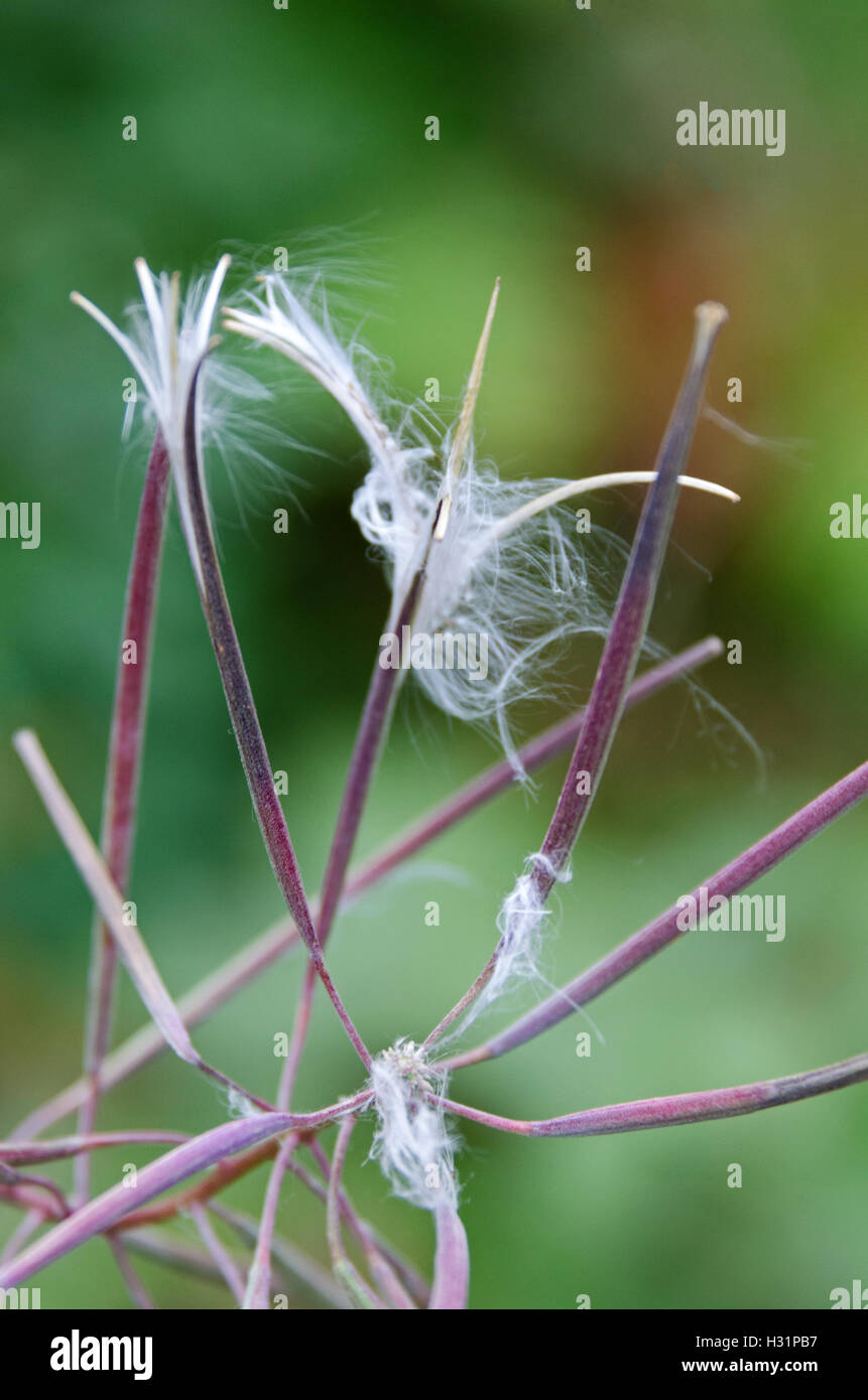 Close-up de l'épilobe seedheads. Banque D'Images