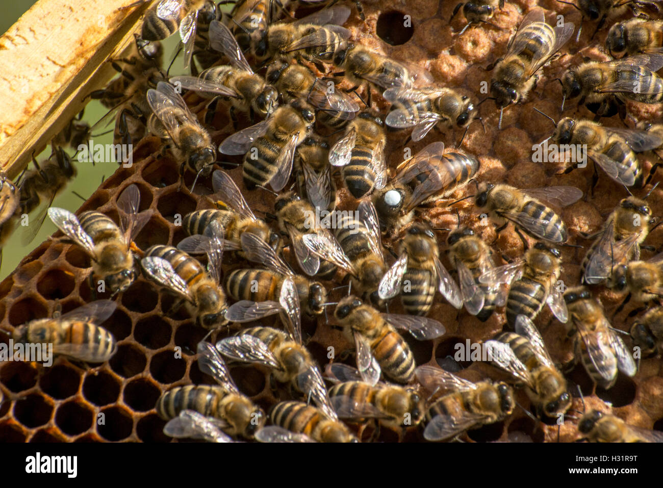 Cire abeille ruche avec châssis marquée blanc queen bee Banque D'Images