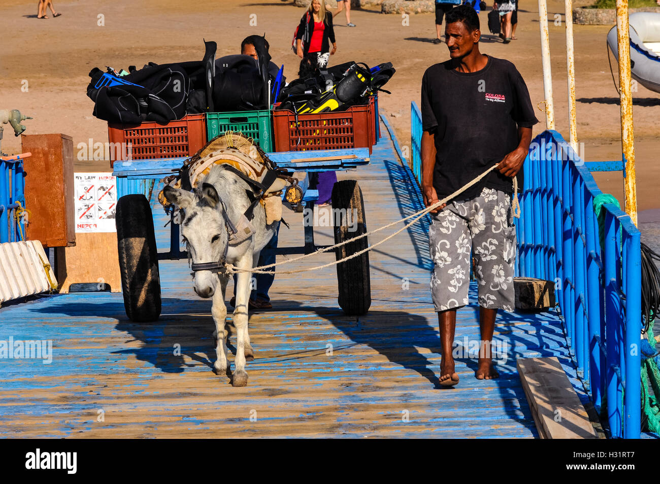 L'Egypte, Hurghada. Plongée sous-marine et plongée avec tuba voyage à l'extérieur de Casablanca. Mule transporteur. Banque D'Images