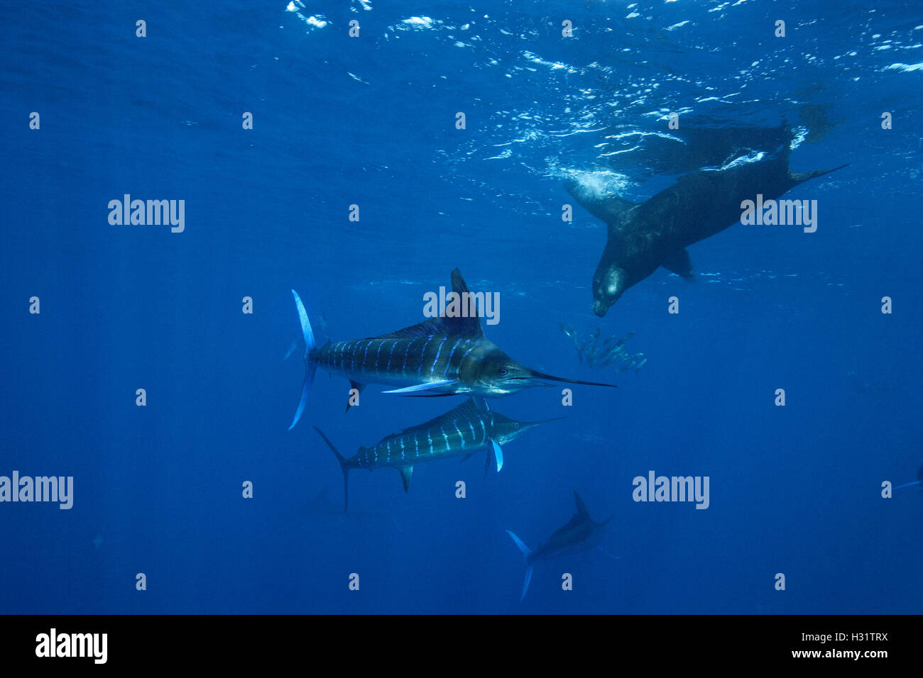 Le Marlin rayé (Tetrapturus audax) se nourrissent de sardines du Pacifique (Sardinops sagax), comme c'est l'otarie de Californie (Zalophus califo Banque D'Images