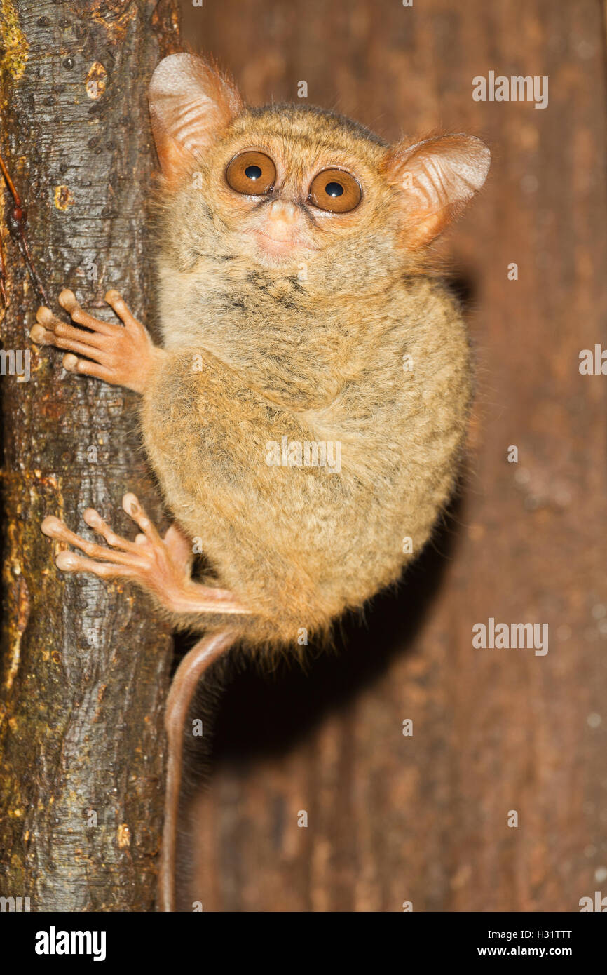 Tarsier Spectral (Tarsius spectrum), un primate de la taille d'un poing. La réserve naturelle de Tangkoko, nord de Sulawesi, en Indonésie. Photo C Banque D'Images